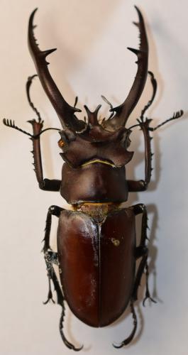 Réf. 249 433 : Lucanus sp.